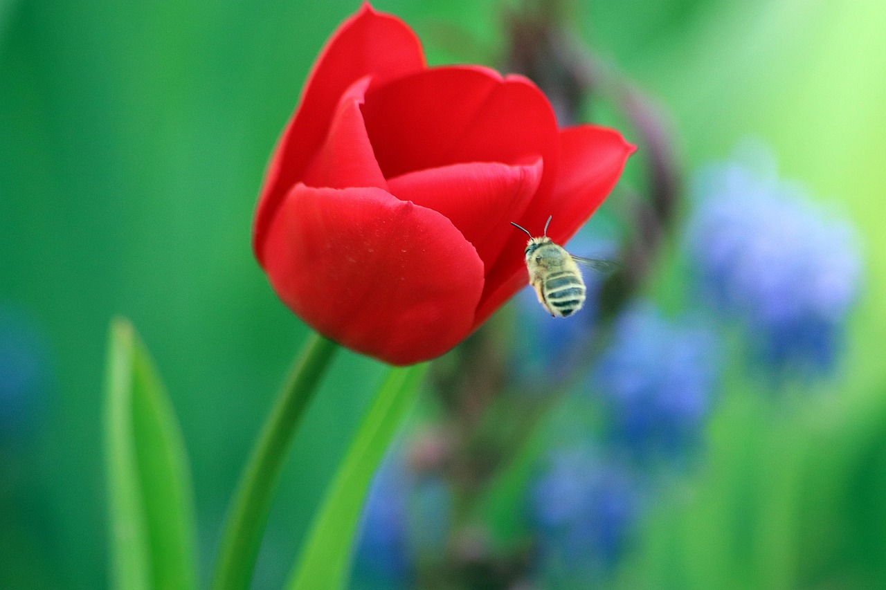 amazing, tulip, red, wasp, pollination, virág, virág, virág, virág, virág, virág