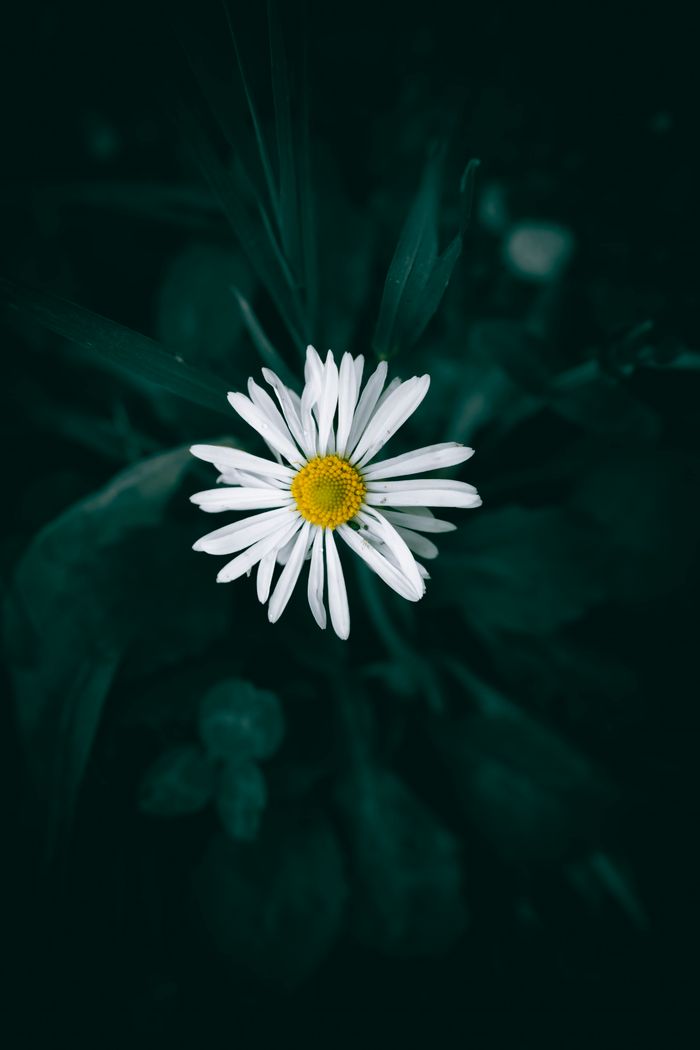 Vivid white daisy with yellow center against lush dark foliage. Perfect floral background.